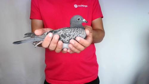 Pigeon image