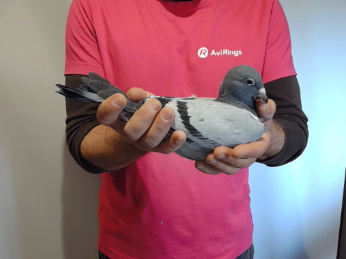 Pigeon image