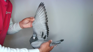 Pigeon image