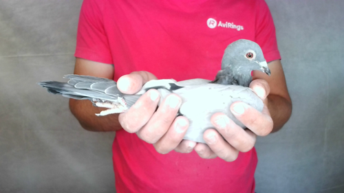 Pigeon image