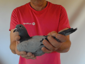 Pigeon image