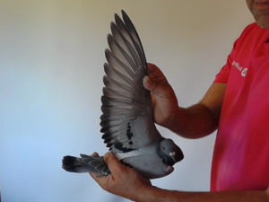 Pigeon image