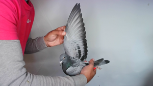 Pigeon image