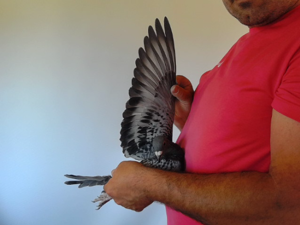 Pigeon image