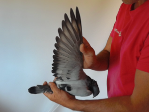 Pigeon image