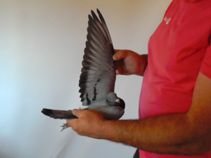 Pigeon image