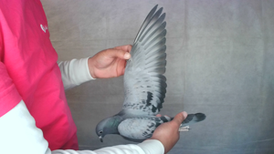 Pigeon image