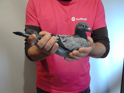 Pigeon image