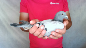 Pigeon image