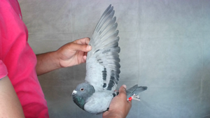 Pigeon image