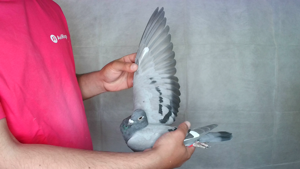 Pigeon image