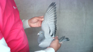 Pigeon image