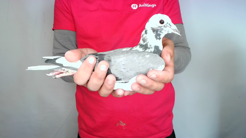 Pigeon image