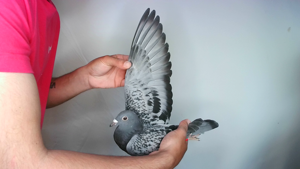 Pigeon image