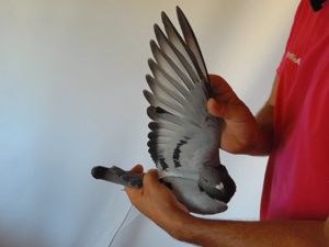 Pigeon image