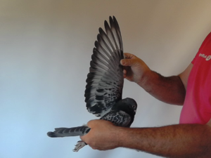 Pigeon image