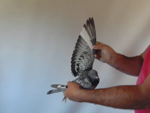 Pigeon image