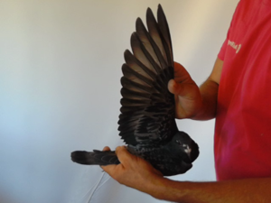 Pigeon image