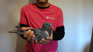 Pigeon image