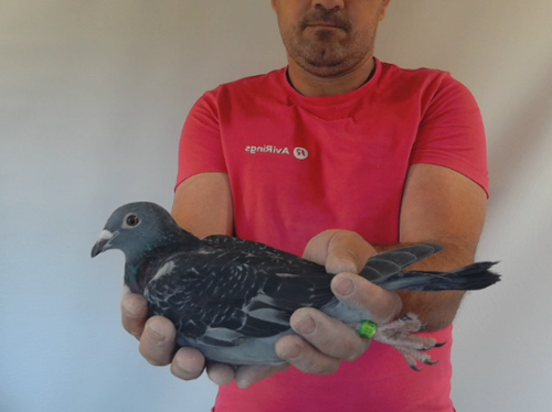 Pigeon image