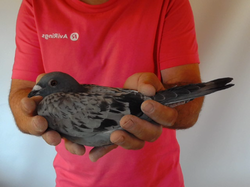 Pigeon image