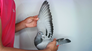 Pigeon image