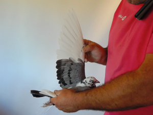 Pigeon image