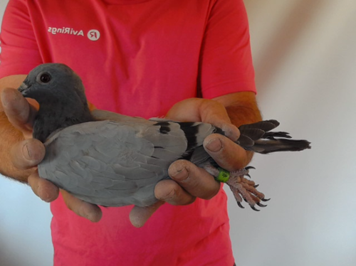 Pigeon image