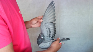 Pigeon image
