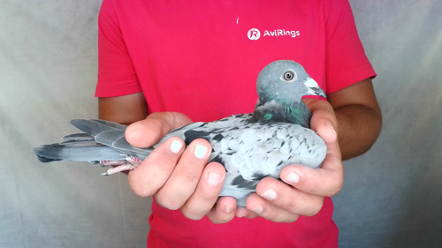 Pigeon image