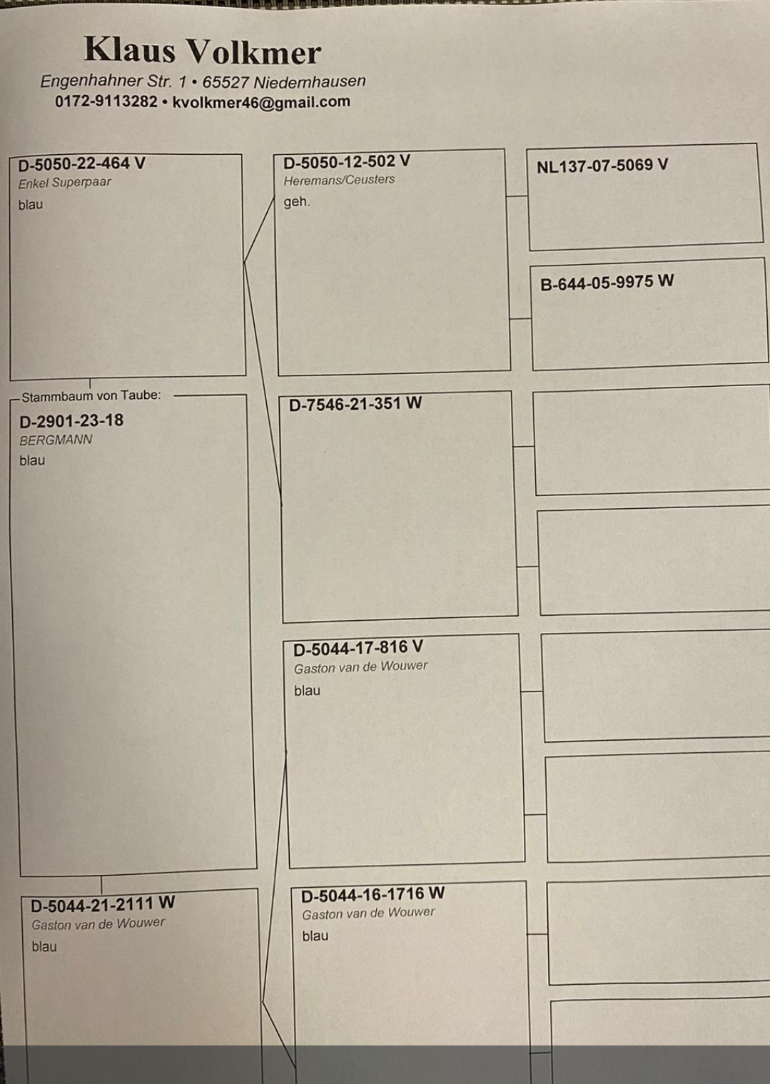 Pigeon pedigree image