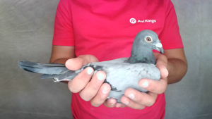 Pigeon image