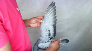 Pigeon image