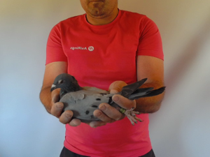 Pigeon image