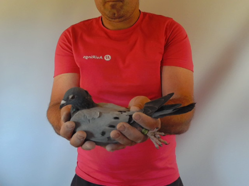 Pigeon image