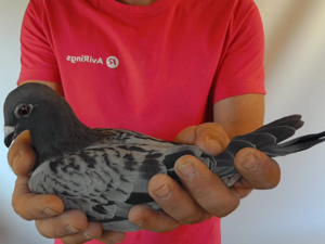 Pigeon image