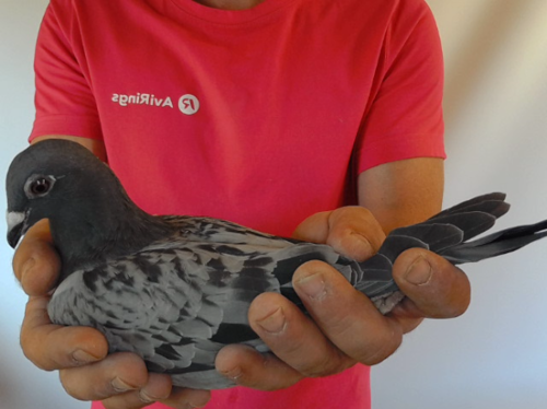 Pigeon image