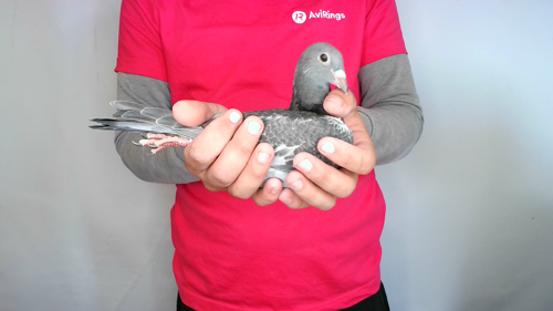 Pigeon image