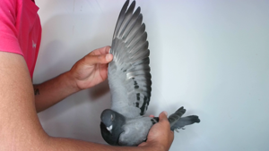 Pigeon image