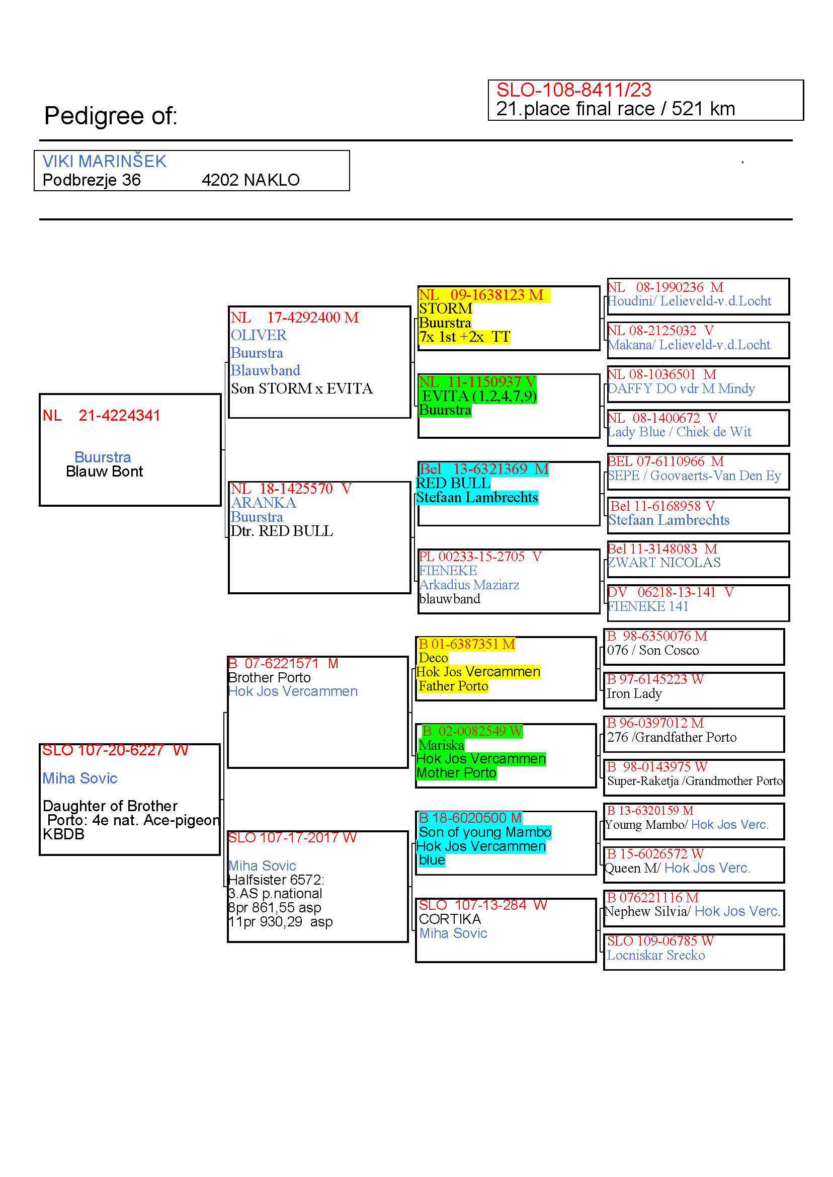 Pigeon pedigree image