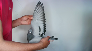 Pigeon image