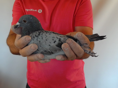 Pigeon image