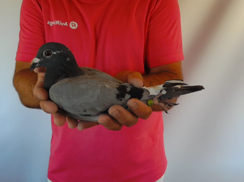 Pigeon image
