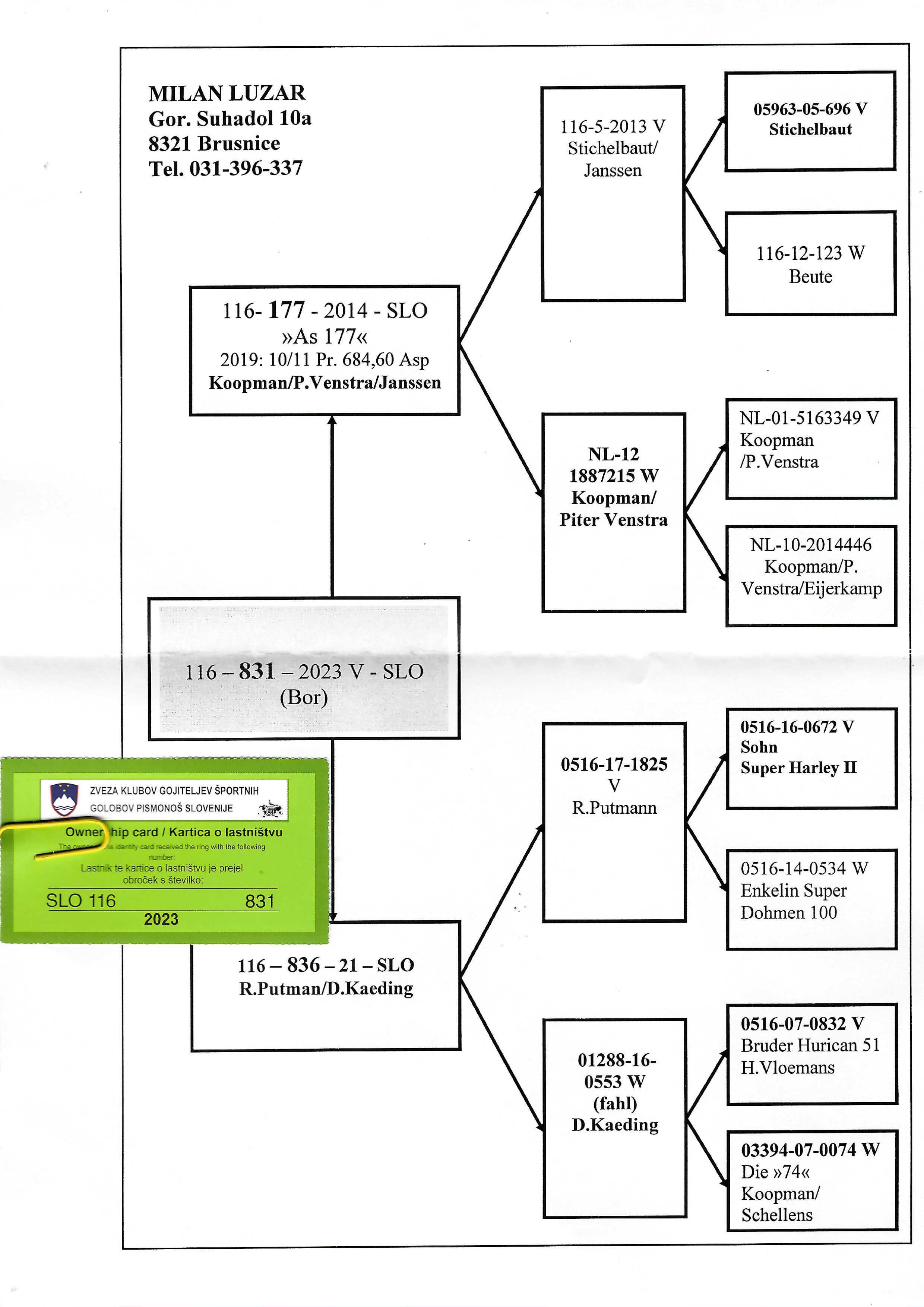 Pigeon pedigree image