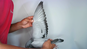 Pigeon image