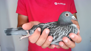 Pigeon image