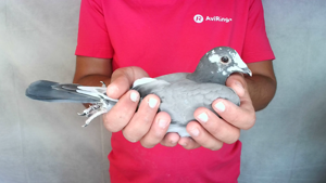 Pigeon image