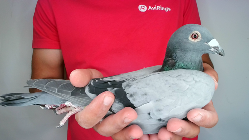Pigeon image