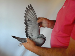 Pigeon image