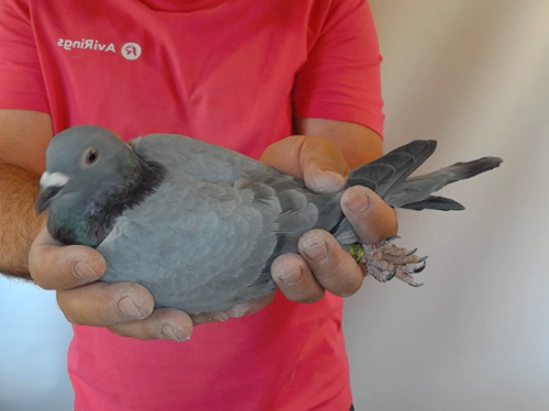 Pigeon image